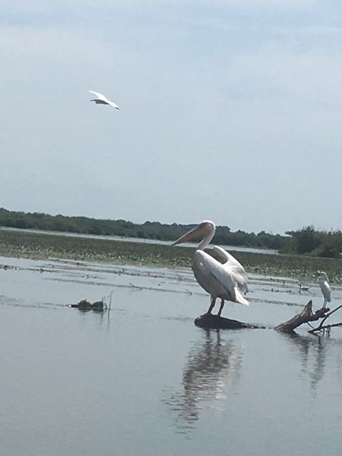 Pelikan in seinem Gebiet